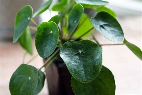 How to Care for a Chinese Money Plant .